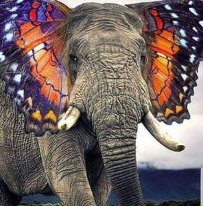 Meet your Posher, Freddy